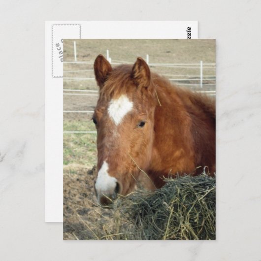 Carte Postale Lynx de Sugarman (Devant / Derrière)