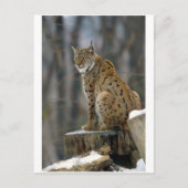 Carte Postale Lynx d'Eurasie (Lynx lynx) 3 (Devant)