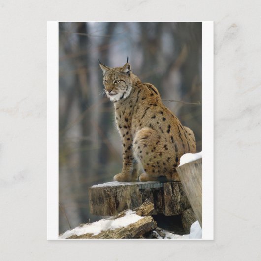 Carte Postale Lynx d'Eurasie (Lynx lynx) 3 (Devant)