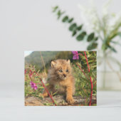 Carte Postale Lynx du Canada nouveau-né, Alaska (Debout devant)