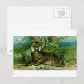 Carte Postale Lynx eurasien (Devant / Derrière)