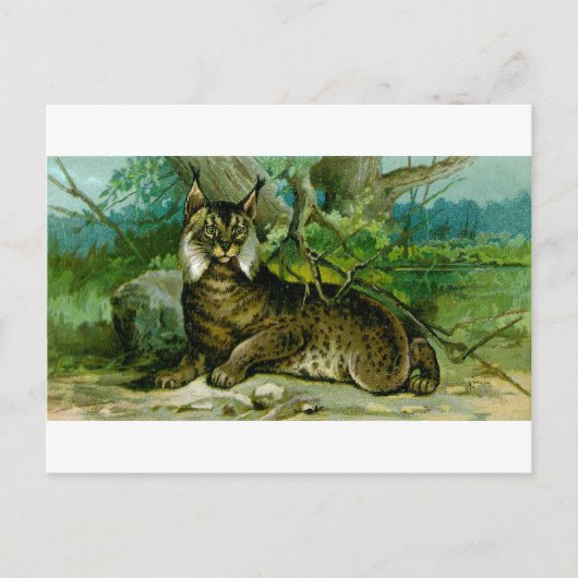 Carte Postale Lynx eurasien (Devant)