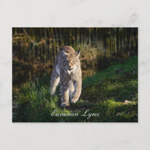Carte Postale Lynx eurasien