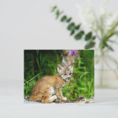 Carte Postale Lynx Kitten (Debout devant)