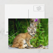 Carte Postale Lynx Kitten (Devant / Derrière)