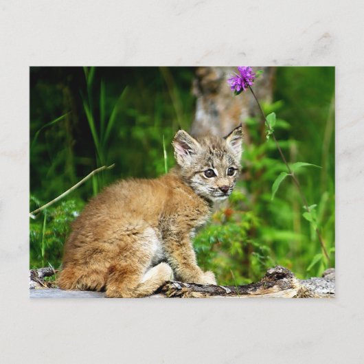 Carte Postale Lynx Kitten (Devant)