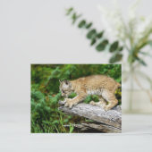 Carte Postale Lynx Kitten canadienne prête à rebondir (Debout devant)