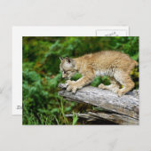 Carte Postale Lynx Kitten canadienne prête à rebondir (Devant / Derrière)