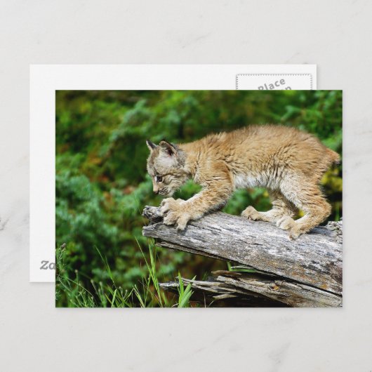Carte Postale Lynx Kitten canadienne prête à rebondir (Devant / Derrière)