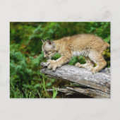 Carte Postale Lynx Kitten canadienne prête à rebondir (Devant)