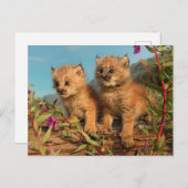 Carte Postale Lynx Kittens, Canada, Alaska (Devant / Derrière)