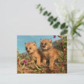 Carte Postale Lynx Kittens, Canada, Alaska (Debout devant)