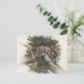 Carte Postale Lynx norvégienne par Joseph Wolf (Debout devant)