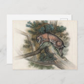 Carte Postale Lynx norvégienne par Joseph Wolf (Devant / Derrière)