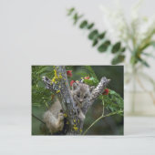 Carte Postale Lynx-petit chaton du Canada (Debout devant)