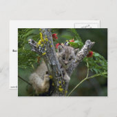 Carte Postale Lynx-petit chaton du Canada (Devant / Derrière)