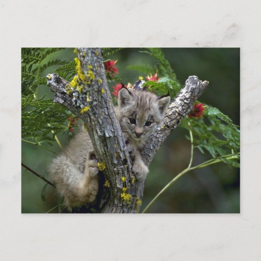 Carte Postale Lynx-petit chaton du Canada (Devant)