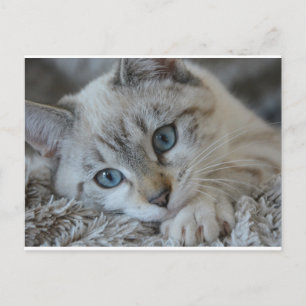 Carte Postale Lynx Point Siamese