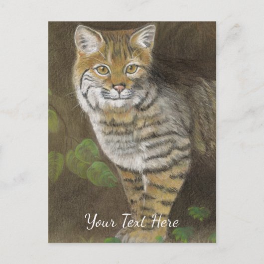 Carte Postale Lynx roux (Devant)