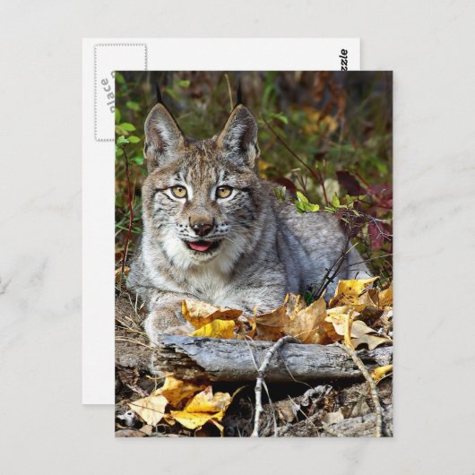 Carte Postale Lynx sibérien (Devant / Derrière)