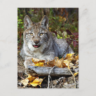 Carte Postale Lynx sibérien
