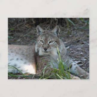 Carte Postale lynx sibérien 017