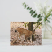 Carte Postale lynx sibérien 031 (Debout devant)