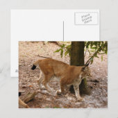 Carte Postale lynx sibérien 031 (Devant / Derrière)