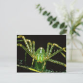 Carte Postale Lynx Spider (Debout devant)