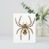 Carte Postale Lynx Spider (Debout devant)