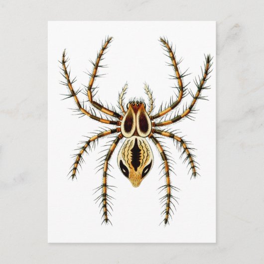 Carte Postale Lynx Spider (Devant)