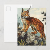 Carte Postale Lynx vintage (Devant / Derrière)