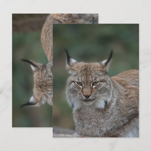 Carte Postale Lynx Vous Regarde (Devant / Derrière)