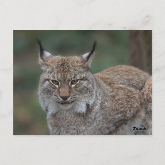 Carte Postale Lynx Vous Regarde (Dos)