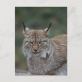 Carte Postale Lynx Vous Regarde (Devant)