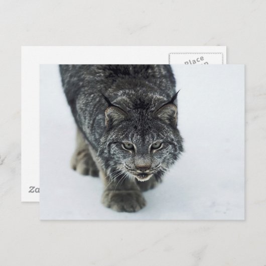 Carte Postale Lynx Winter (Devant / Derrière)