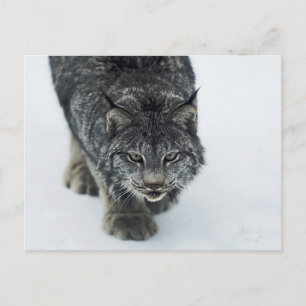 Carte Postale Lynx Winter