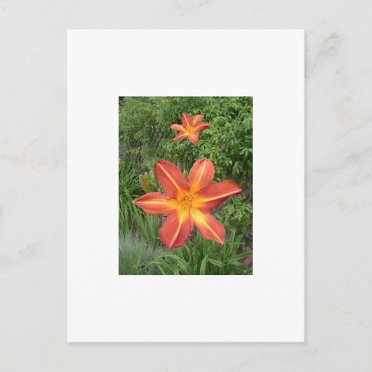 Carte Postale : Lys (Devant)