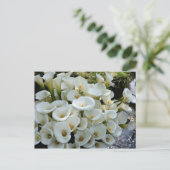 Carte Postale Lys à Calla Lily Plantation, Taïwan (Debout devant)