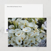 Carte Postale Lys à Calla Lily Plantation, Taïwan (Devant / Derrière)