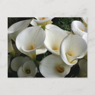 Carte Postale Lys à Calla Lily Plantation, Taïwan