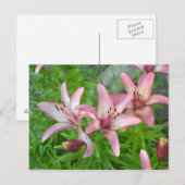 Carte Postale Lys asiatiques roses (Devant / Derrière)