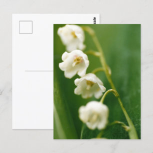 Carte Postale Lys blanc du muguet (Convallaria majalis)