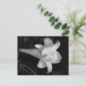 Carte Postale Lys blancs (Debout devant)
