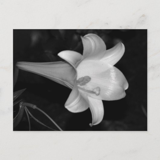 Carte Postale Lys blancs (Devant)
