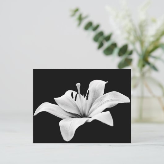 Carte Postale Lys blancs (Debout devant)