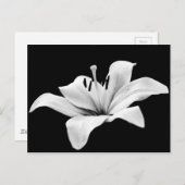 Carte Postale Lys blancs (Devant / Derrière)