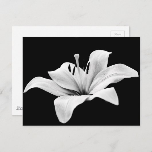 Carte Postale Lys blancs (Devant / Derrière)