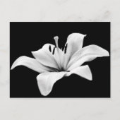 Carte Postale Lys blancs (Devant)