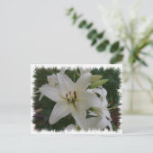 Carte Postale Lys blancs (Debout devant)